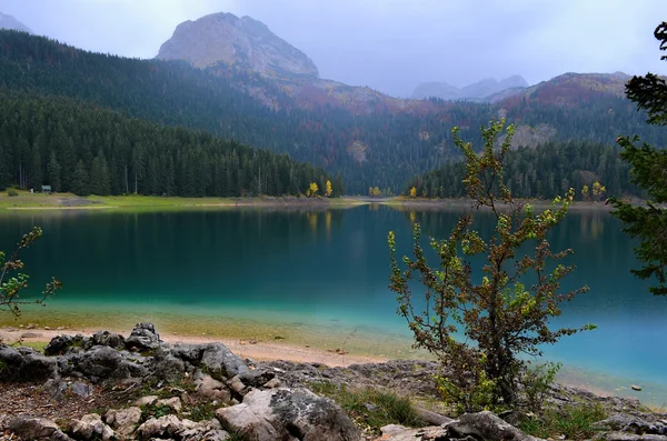 Bush lângă lac — Fotografie, imagine de stoc