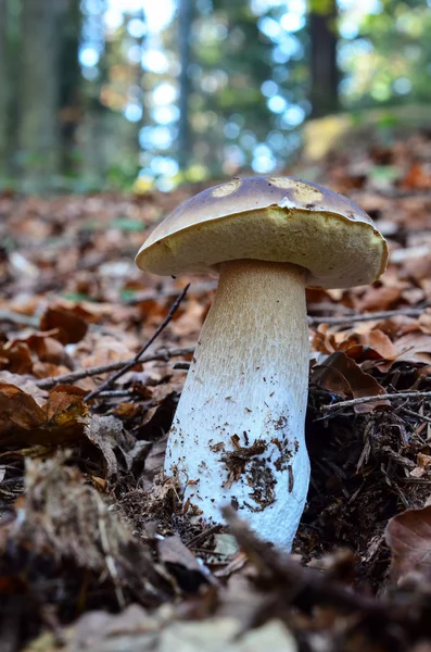 Seta Boletus Edulis oscura —  Fotos de Stock