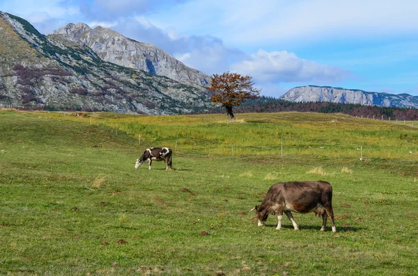 Vacas — Fotografia de Stock