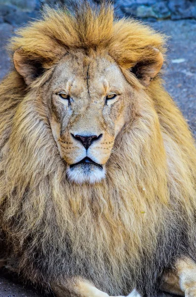 Tehlikeli aslan — Stok fotoğraf