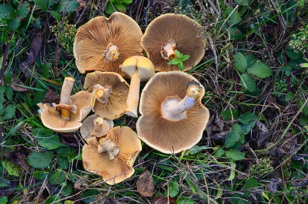 Phaeolepiota Aurea apanha cogumelos em uma grama — Fotografia de Stock