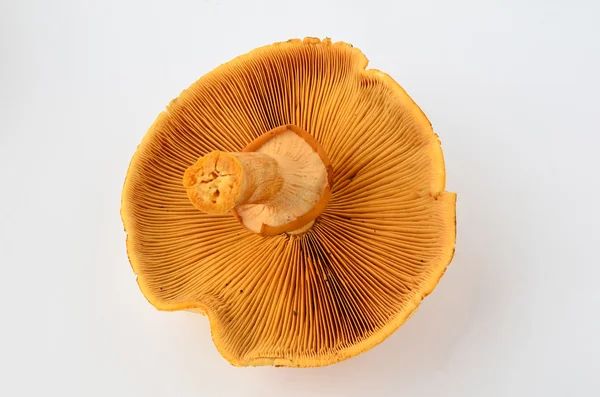 Cogumelo Phaeolepiota Aurea de cabeça para baixo — Fotografia de Stock