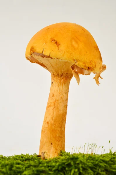 Giovane Phaeolepiota fungo Aurea — Foto Stock