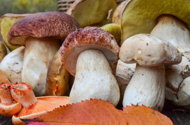 yenilebilir mantar yakın çekim