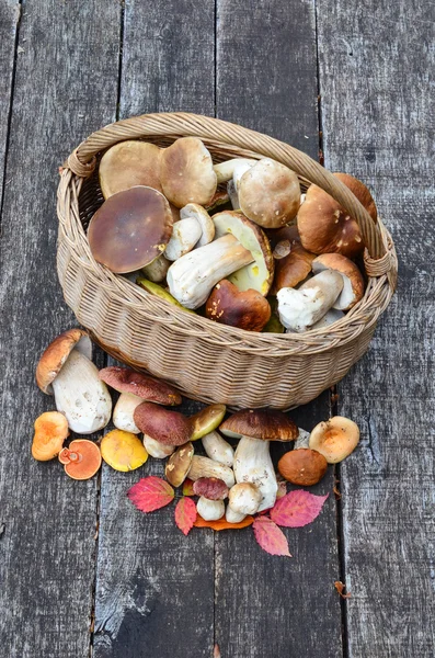 Champignons dans un panier — Photo