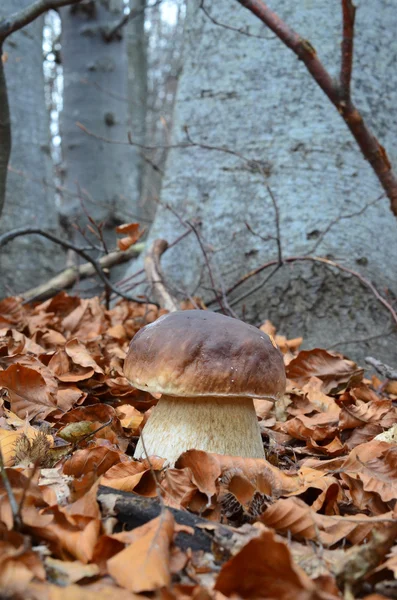 Boletus Edulis — Stock Photo, Image