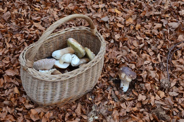 在篮子里采的蘑菇 — 图库照片