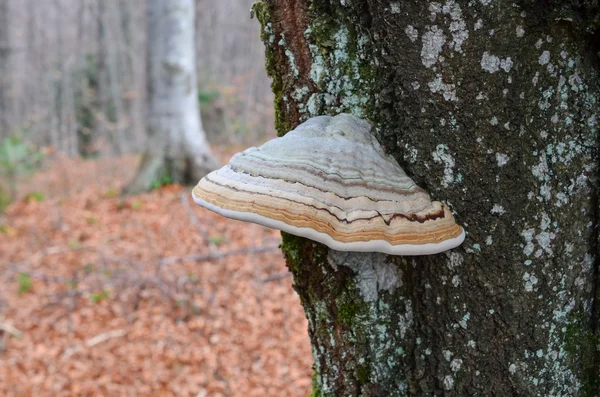 Многолетний гриб Тиндера — стоковое фото