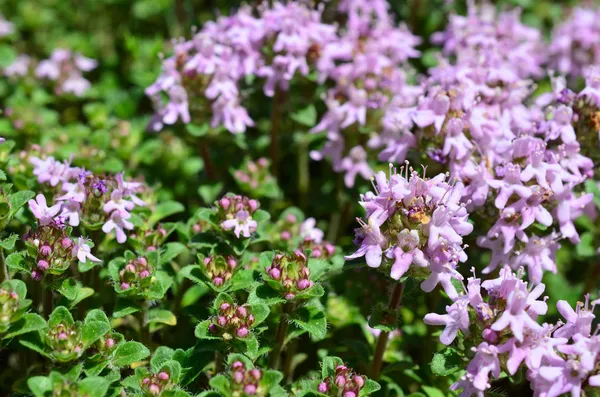 Wilder Thymian — Stockfoto