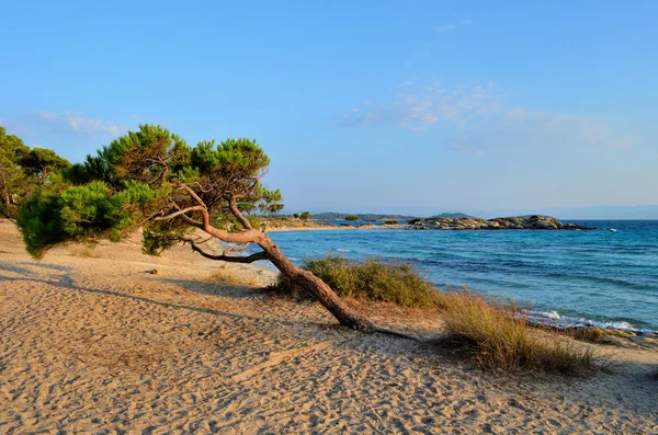 Bent árvore em uma praia — Fotografia de Stock