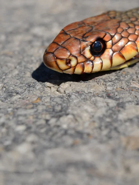 Snake's head — Stock Photo, Image