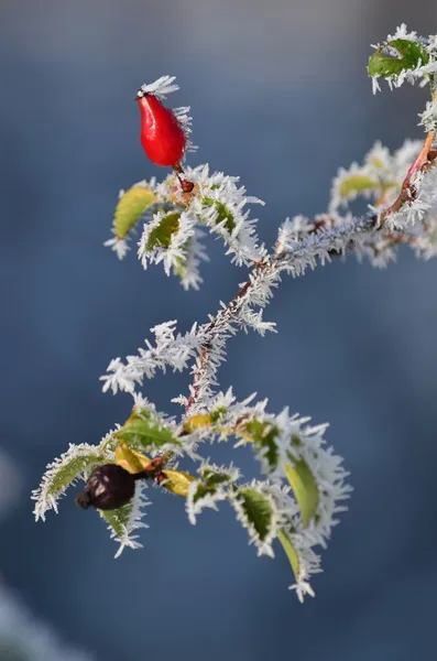 Wild rose — Stockfoto