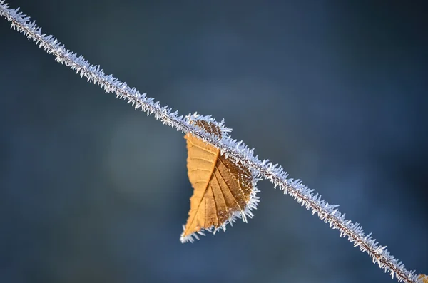 Frostiges Blatt — Stockfoto