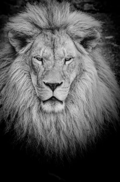 Leão perigoso b & w Fotografias De Stock Royalty-Free