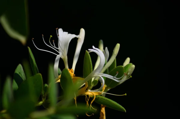 Witte bloem — Stockfoto