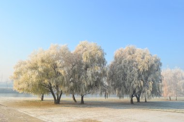 Hoarfrost on willow trees clipart