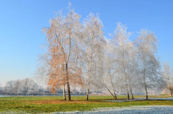 Hoarfrost, grass and birch hirst — Stock Photo, Image