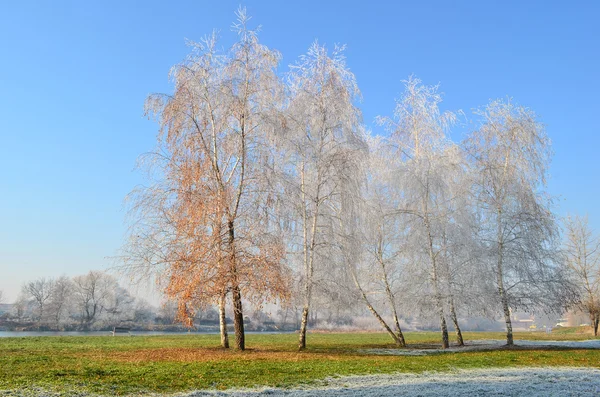 Hoarfrost, çim ve huş hirst — Stok fotoğraf