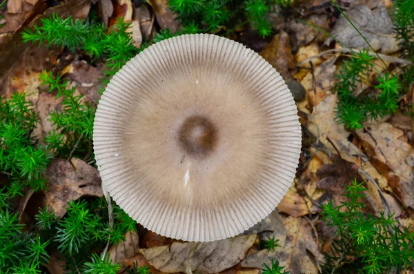 Silver Distaff mushroom — Stock Photo, Image