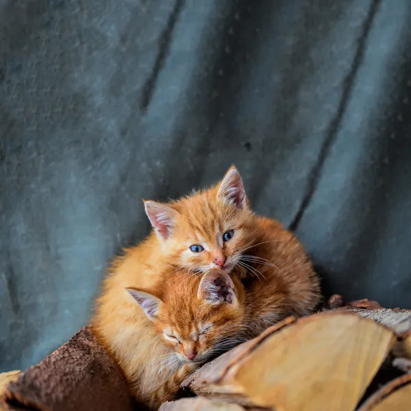 2 つの子猫 — ストック写真