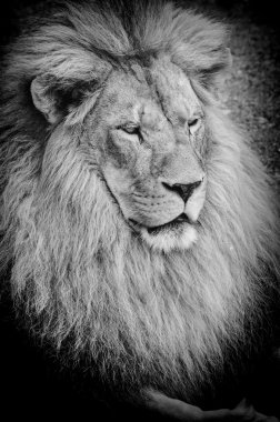 Old lion bw clipart