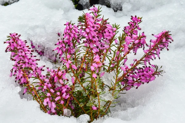 Fiori di erica viola — Foto Stock