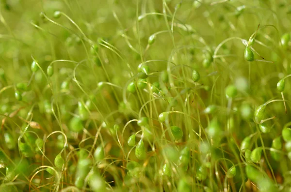 Sporophytes — Stock Photo, Image
