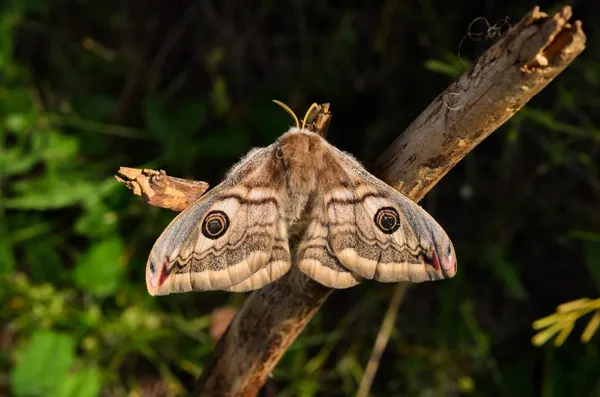 Moth — Stock Photo, Image