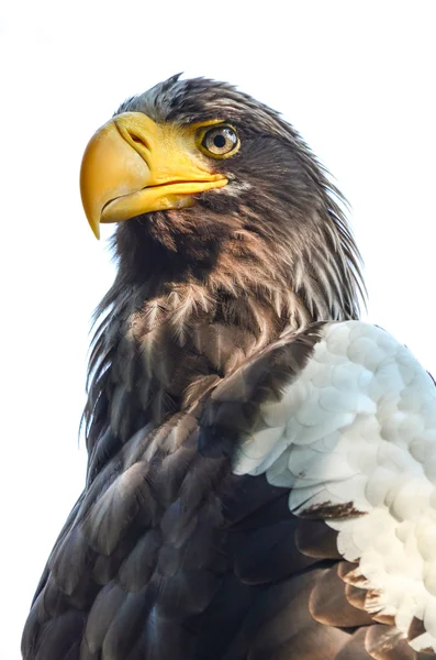Eastern Imperial Eagle — Stock Photo, Image
