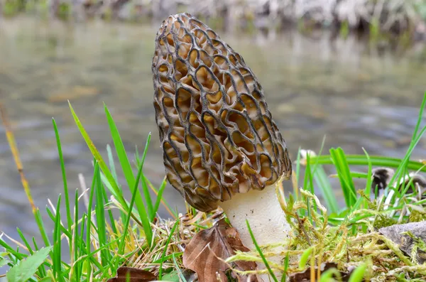 Cogumelo Morel — Fotografia de Stock