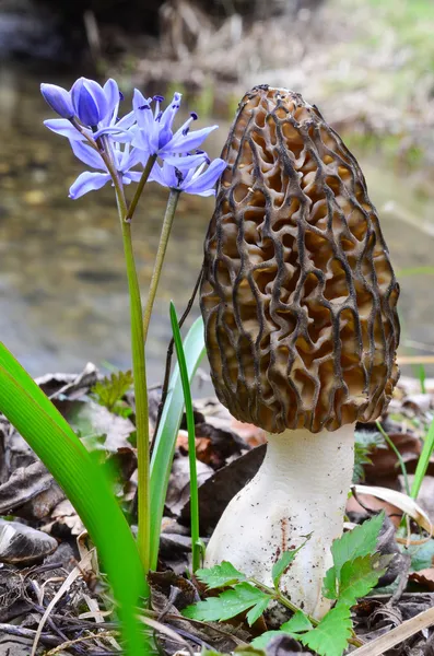 Morel mantarlı ve vahşi bluebell çiçek — Stok fotoğraf