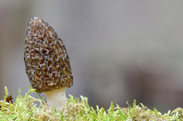 Morchella Conica — Foto de Stock