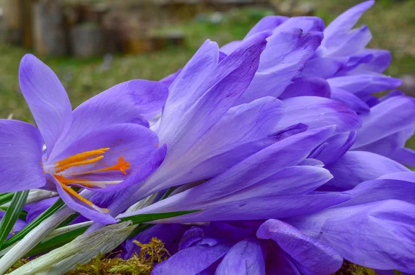 Heap of Saffron — Stock Photo, Image