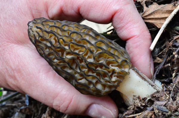 Morel mushroom picking — Stock Photo, Image