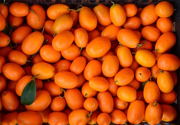 Kumkquat (Fortunella margarita) —  Fotos de Stock