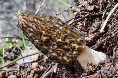 Morel mantarlı doğal ortamlarında