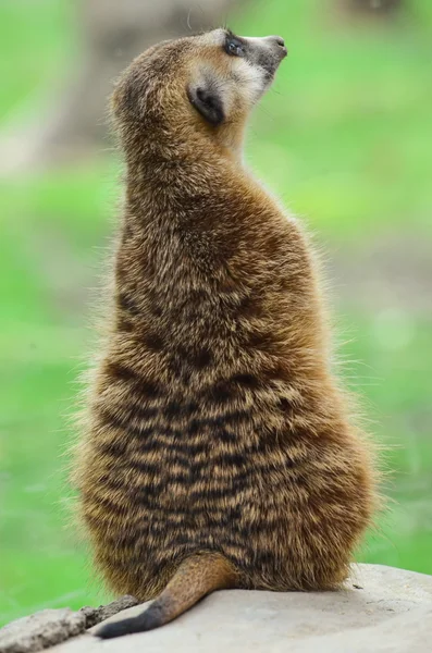 Meerkat bekçi — Stok fotoğraf