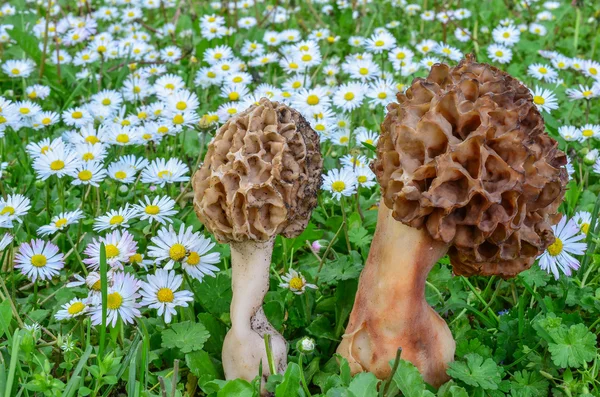 Coppia di Morchella esculenta — Foto Stock