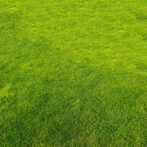 Grön gräs bakgrund — Stockfoto