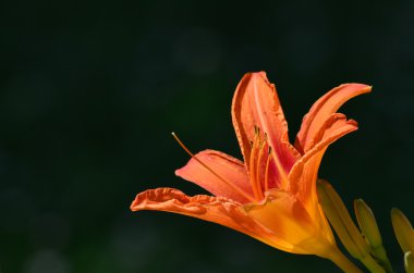 Turuncu lily