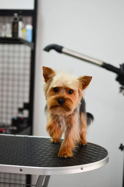 Yorkshire terrier — Stockfoto