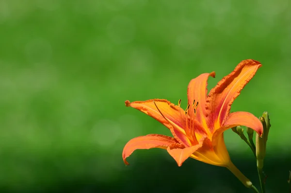 Lírio flor — Fotografia de Stock