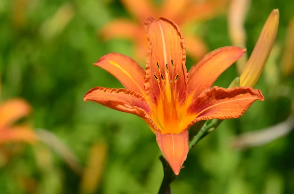 Lilium distichum — Stockfoto