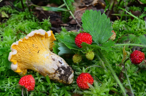 Pfifferlinge und Erdbeeren — Stockfoto