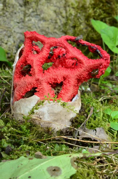 Red cage mushroom — Stock Photo, Image