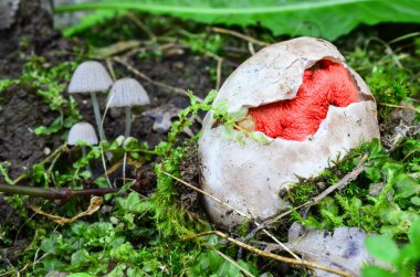 Genç clathrus ruber