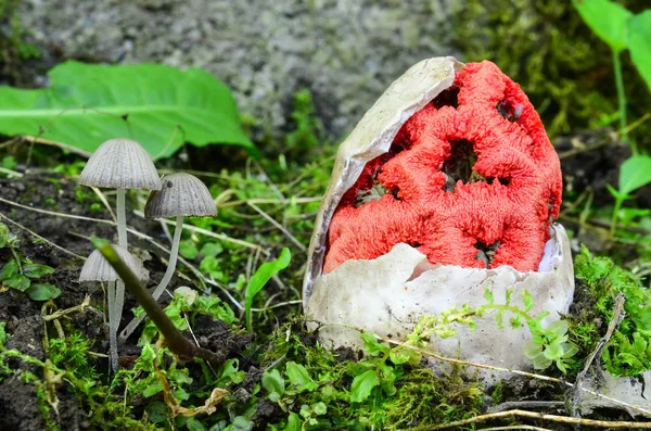 Heks hart paddestoel — Stockfoto