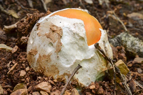 Young Amanita caesarea — Stock Photo, Image