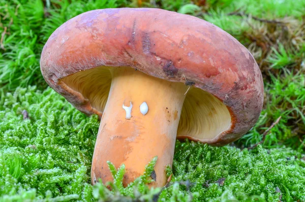 Lactarius volemus — Foto Stock