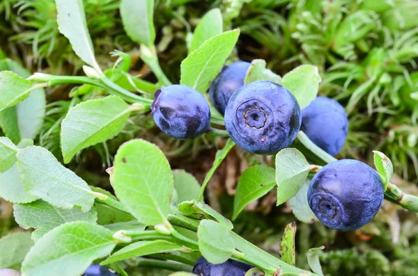 Blauwe bessen — Stockfoto